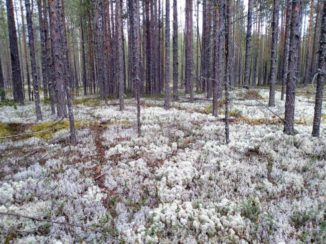медведи на Бoровом